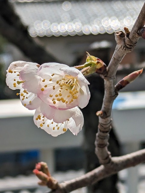 ベランダの桜🍒
