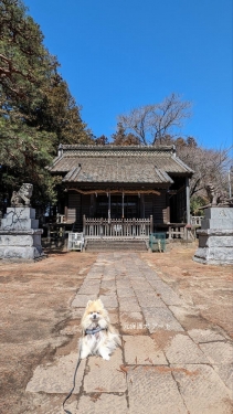 20240327元保護犬（元収容犬）群馬県渋川市、木曽三柱神社とアート1