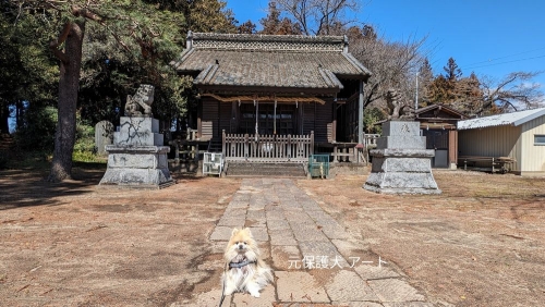 20240327元保護犬（元収容犬）群馬県渋川市、木曽三柱神社とアート2
