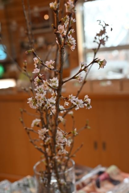 DSC_1759桜