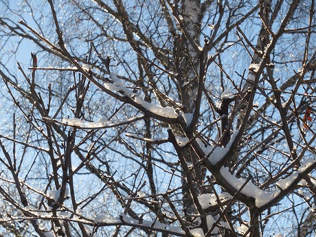 雪が積もった枝2