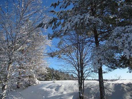 雪の積もった木1
