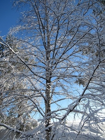 雪の積もった木2