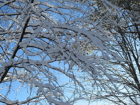 雪の積もった木3