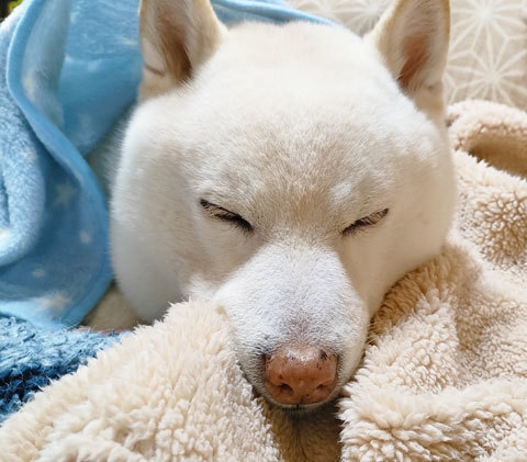 毛布にくるまって寝る犬