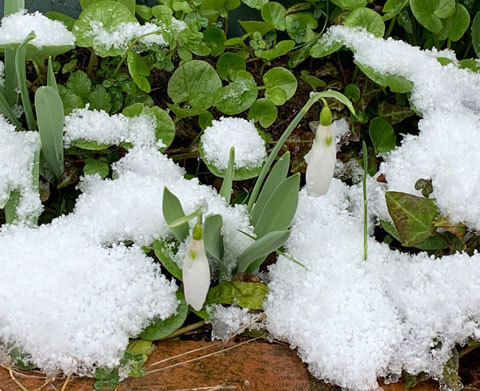 庭の花に積もった雪